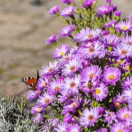 Allezeit Sauerland Apartment