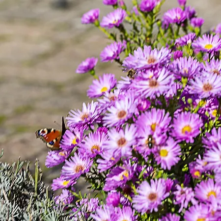 דירה Allezeit Sauerland Drolshagen