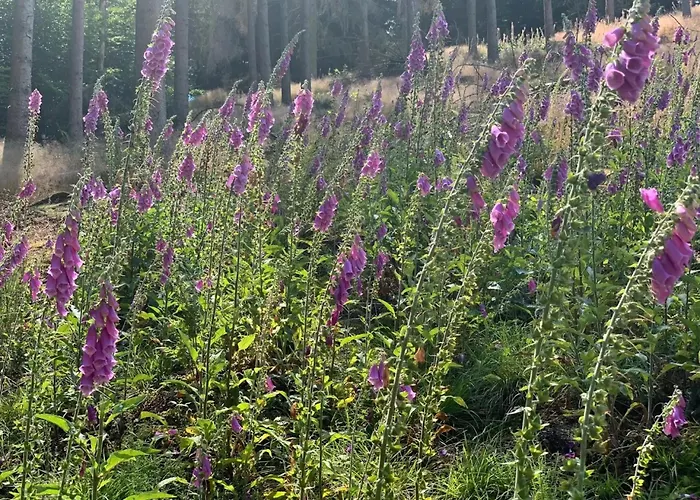 Allezeit Sauerland Apartamento *