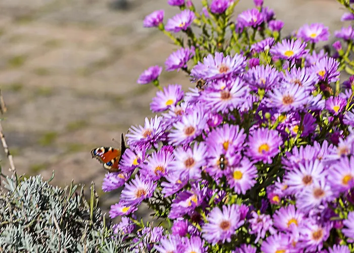 Allezeit Sauerland Apartamento
